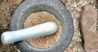 Ausflug Kollhorst Eidechsen5